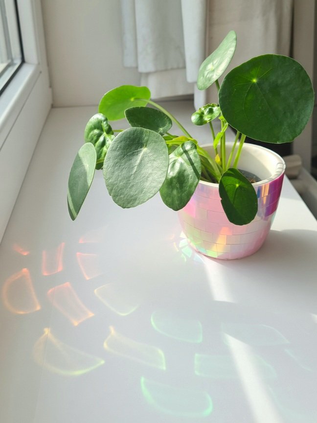 A pilea plant on a sunny windowsill with rainbows cast by a suncatcher